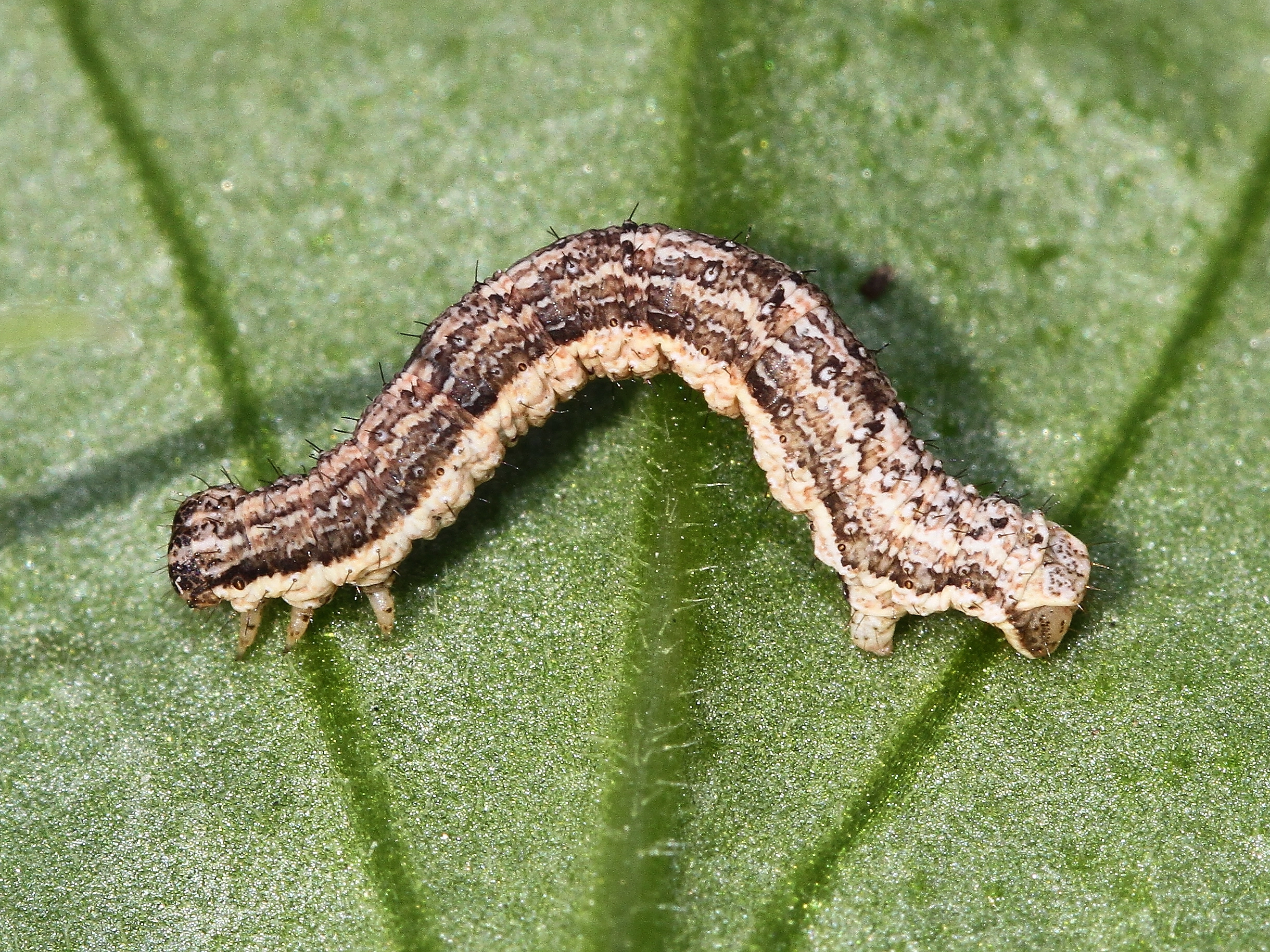 grote vierbandspanner Xanthorhoe_quadrifasiata John van Roosmalen IMG_2551_.JPG